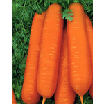 Морковь Крестьянка гранул. ( Евро 200)
