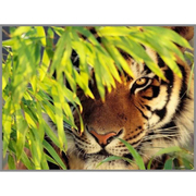 Алмазная мозаика СЛ 7262994 «Тигр в засаде» 20*28 см полная выкладка