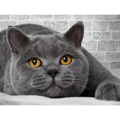 Алмазная мозаика АЖ-1463 «Британский кот» 30*40 см в интернет-магазине Швейпрофи.рф