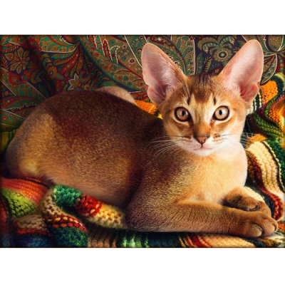 Алмазная мозаика АЖ-1778  «Абиссинский кот» 30*40 см в интернет-магазине Швейпрофи.рф