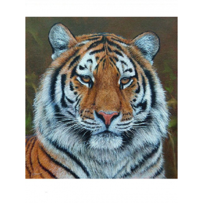Картина по номерам Molly KH0699  «Тигр» 30*30 см в интернет-магазине Швейпрофи.рф
