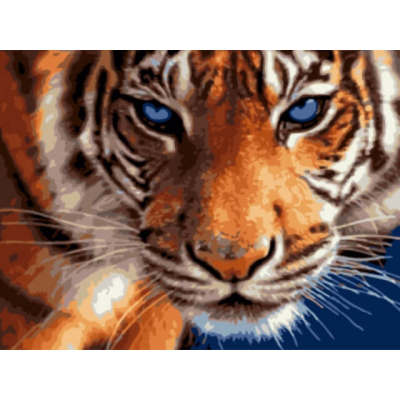 Картина по номерам Цветной  «Взгляд тигра» 30*40 см в интернет-магазине Швейпрофи.рф