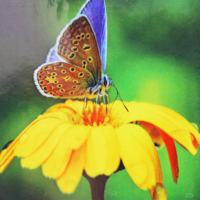 Алмазная мозаика DIY (с рамкой) LM-K20214 «Бабочка на цветке» 20*20 см в интернет-магазине Швейпрофи.рф