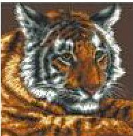 Рисунок на канве МП (41*41 см) 0883 «Сибирский тигр»