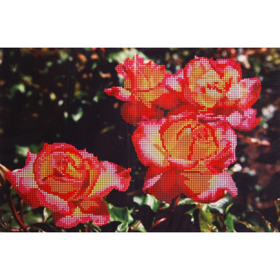 Ткань для вышивания бисером А3 КМЧ-3338 «Розы» 25*37 см в интернет-магазине Швейпрофи.рф