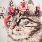 Подарочный набор 9322772 «Flower cat» в интернет-магазине Швейпрофи.рф