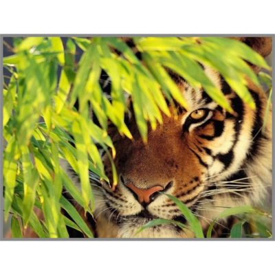Алмазная мозаика СЛ 7262994 «Тигр в засаде» 20*28 см полная выкладка в интернет-магазине Швейпрофи.рф